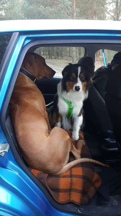 Dogorama Photo Challenge - Bänke-Beitrag-Bild