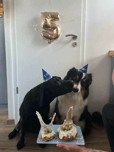 Fotochallenge: Hunde-Geburtstag-Beitrag-Bild