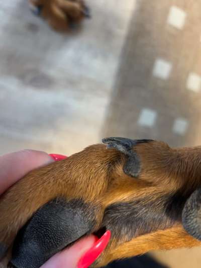 Leben der Kralle steht ab?-Beitrag-Bild