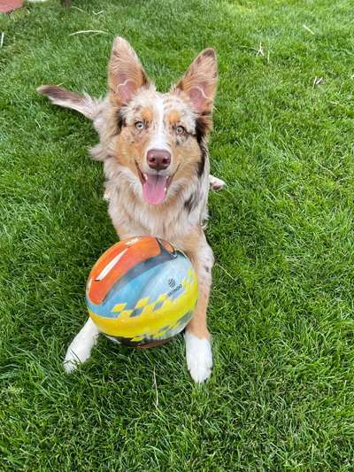 Merle x Merle vor 20-30 Jahren-Beitrag-Bild