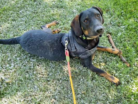 Griechische Bracke-Beitrag-Bild