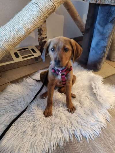 Griechische Bracke-Beitrag-Bild