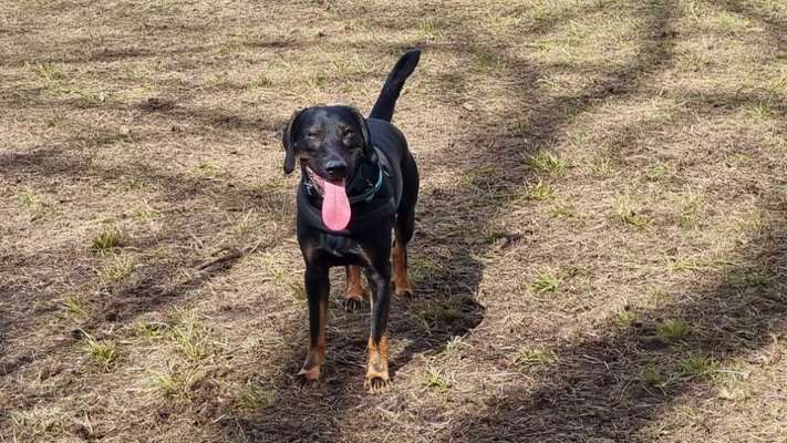 Griechische Bracke-Beitrag-Bild