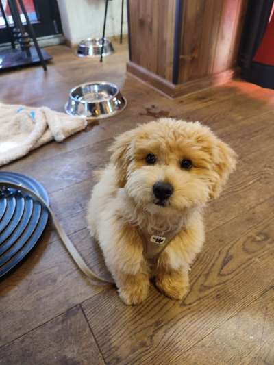 Maltipoo Freunde-Beitrag-Bild