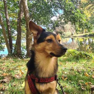 Hundetreffen-Schloßteich-Bande-Bild