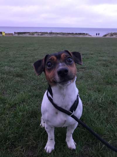 Hundetreffen-Spiel-Runde im Clara-Park od. Rosenthal-Bild