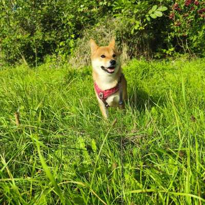Hundetreffen-Spaziergang in Hürth-Bild