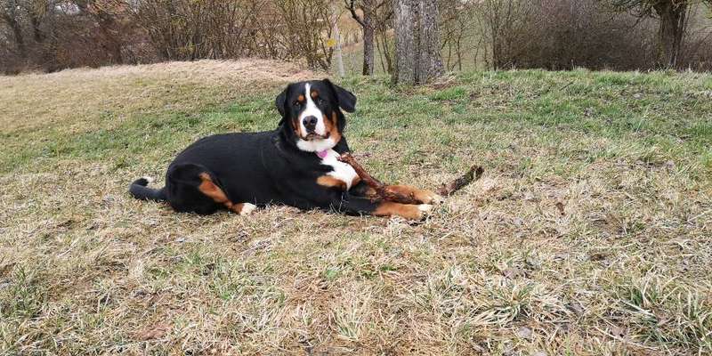 Weitere Große Schweizer Sennenhunde (oder andere große Rassen) hier?-Beitrag-Bild