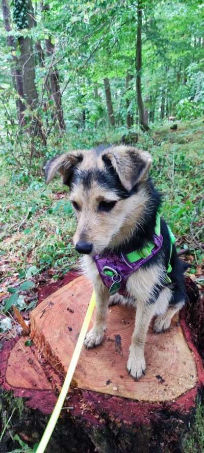 Geschirr, Halsband,Leine großer, starker Hund-Beitrag-Bild