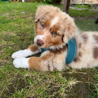 Hundetreffen-Welpentreff Nähe Lohmar