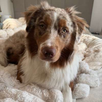 Hundetreffen-Hundetreff Nähe Lohmar-Profilbild