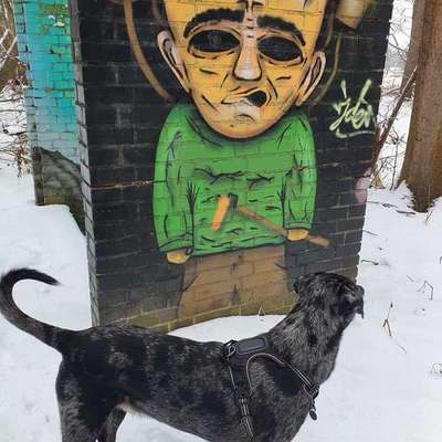 TierschutzhundeStammtisch🐕-Beitrag-Bild