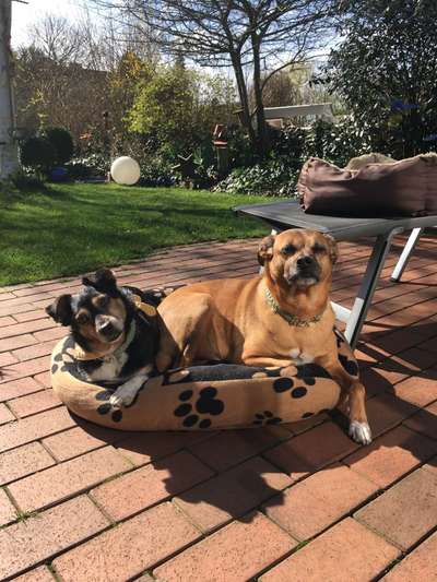 Dogorama Photo Challenge - Die besten Hundebuddys-Beitrag-Bild