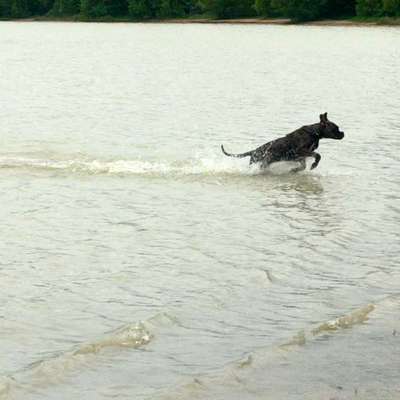 Dogorama-Monats-Challenge-Mai "Wasser"-Beitrag-Bild