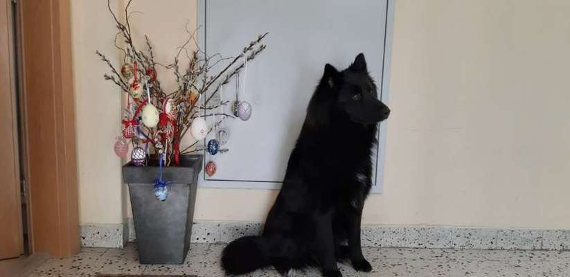 Die Dogorama Kalender Challenge Titelbild-Beitrag-Bild