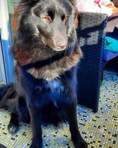 Mischlingshunde Foto Aufruf-Beitrag-Bild