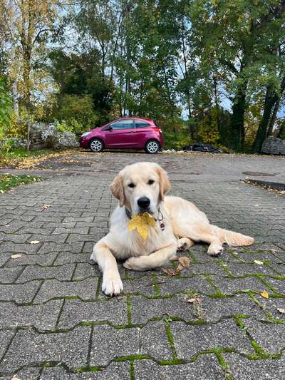 Hundetreffen-Play dates und gassi gehen🐶-Bild