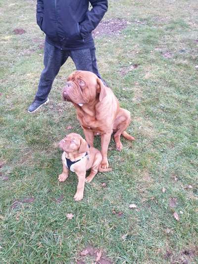 Bester Freund, Hundekumpel - zeigt her!-Beitrag-Bild