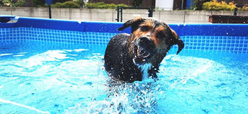 Die Dogorama Wochen Challenge-Beitrag-Bild