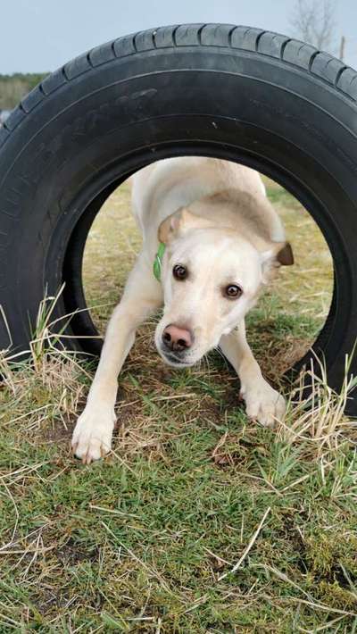 Die Dogorama Kalender Challenge 4/4-Beitrag-Bild