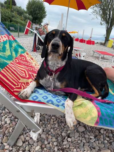 Appenzeller Sennenhunde-Beitrag-Bild