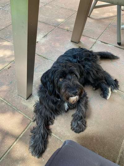 Unsere Fellnasen-Vielfalt im Überblick!-Beitrag-Bild