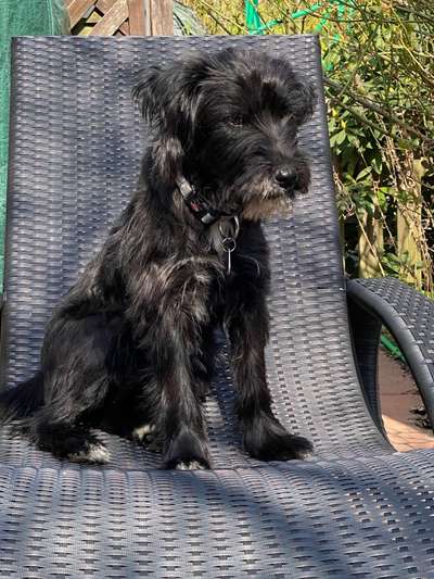 Auslandstierschutz-Beitrag-Bild