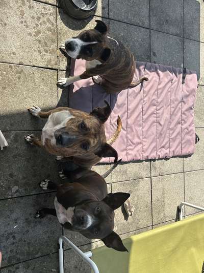 Freunde von 'Kampfhunden'-Beitrag-Bild