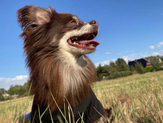 Challenge 23 : "  Euer Hund beim Frühlingserwachen "-Beitrag-Bild