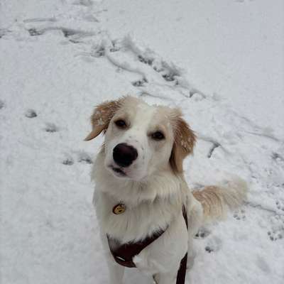 Hundetreffen-Gassi/Spielen am Feld-Bild