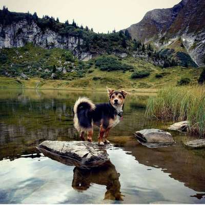 Dogorama-Monats-Challenge-Mai "Wasser"-Beitrag-Bild