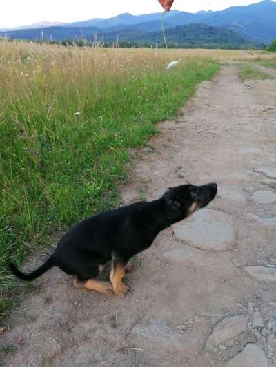 Welpen Bilder !-Beitrag-Bild