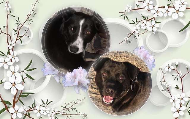 Mischlingshunde Foto Aufruf-Beitrag-Bild