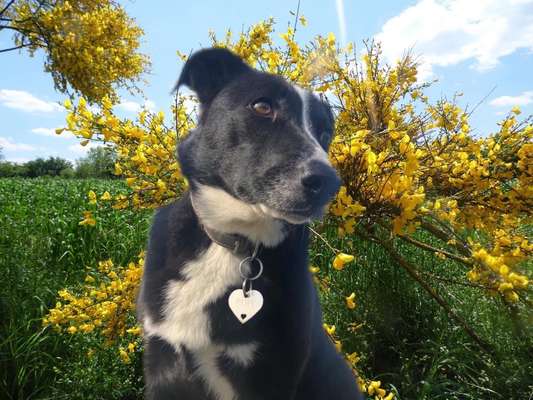 Mischlinge raten - Rätselspaß-Beitrag-Bild