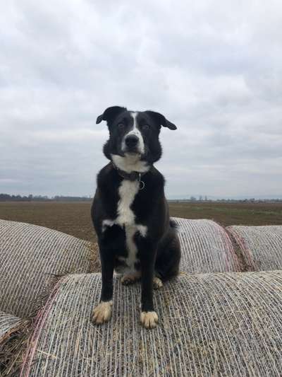 Mischlingshunde Foto Aufruf-Beitrag-Bild