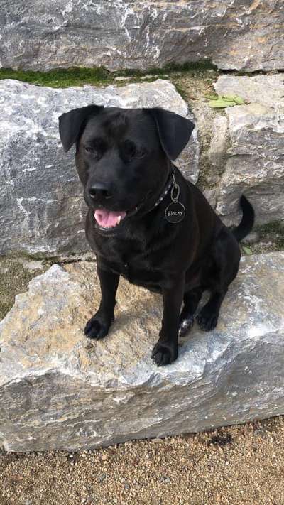 Mischlingshunde Foto Aufruf-Beitrag-Bild