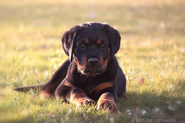 Welpen Bilder !-Beitrag-Bild