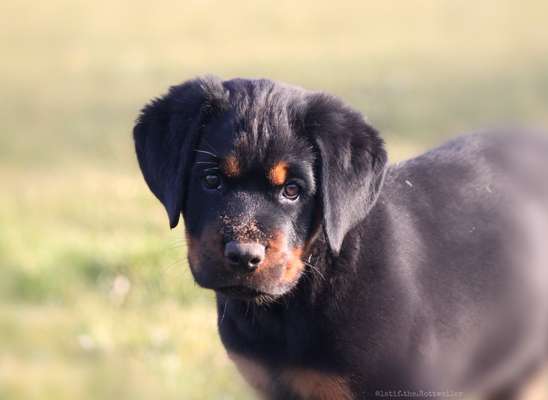 Fotografie / Hundefotografie-Beitrag-Bild