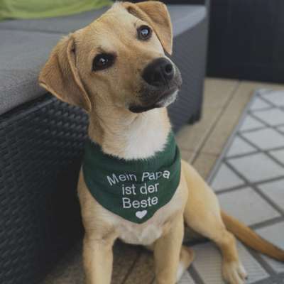 Hundetreffen-Spiel- & Spazierpartner*in gesucht 🩵-Bild