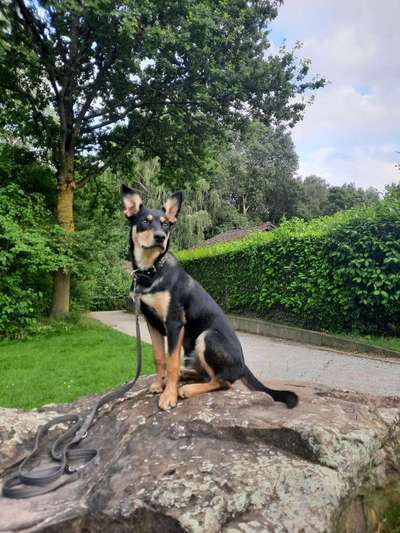 Australian Cattle Dog-Beitrag-Bild