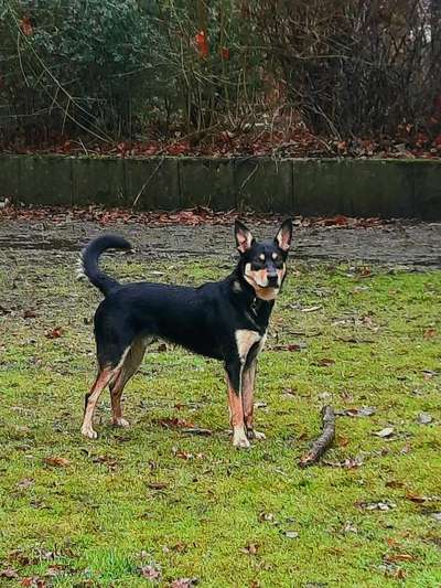 Australian Kelpie-Beitrag-Bild