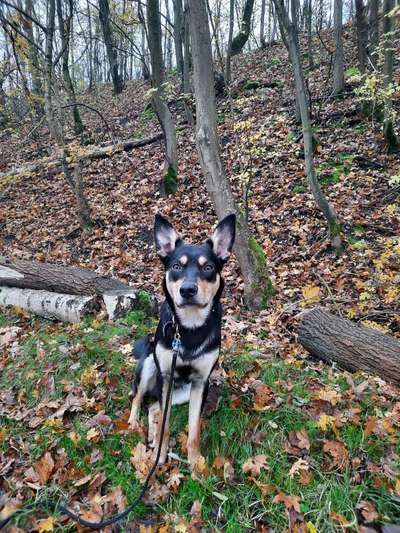 Reinrassige Hunde?-Beitrag-Bild