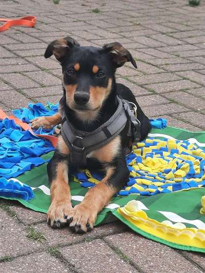 Welpen Bilder !-Beitrag-Bild