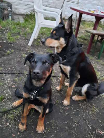 Wer hat einen Kelpie??-Beitrag-Bild