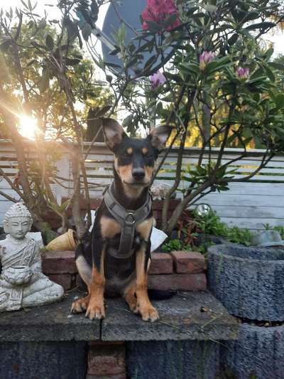 Die Dogorama Wochen Challenge-Beitrag-Bild