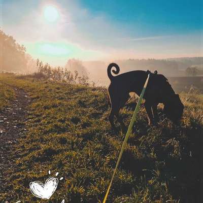 Hundetreffen-Sozial Walk/spielen-Bild