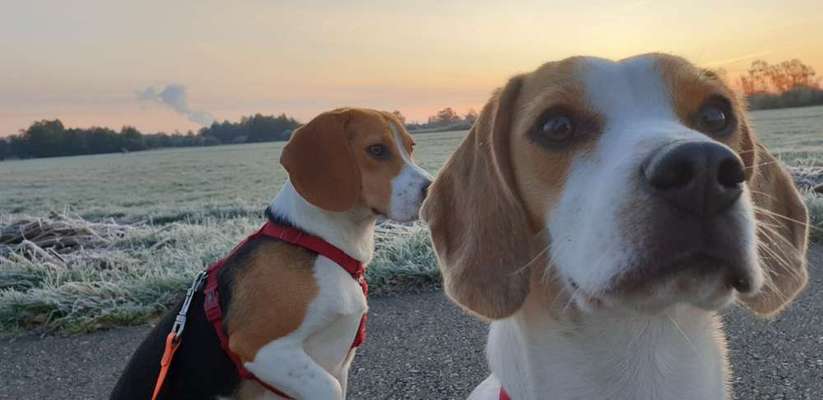 Dein Hund im Dogorama-Kalender 2021-Beitrag-Bild