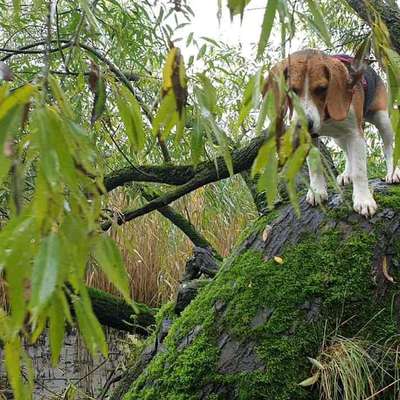 Dein Hund im Dogorama-Kalender 2021-Beitrag-Bild