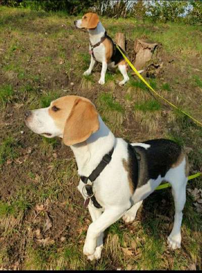 Dein Hund im Dogorama-Kalender 2021-Beitrag-Bild