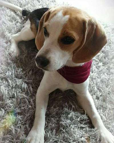 Dein Hund im Dogorama-Kalender 2021-Beitrag-Bild